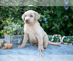 Small #2 Labrador Retriever