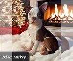 Small Photo #3 Boston Terrier Puppy For Sale in POMEROY, OH, USA