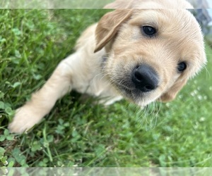 Golden Retriever Litter for sale in FITCHBURG, WI, USA