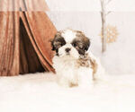 Small Photo #1 Shih Tzu Puppy For Sale in WARSAW, IN, USA