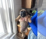 Puppy 6 American Bully-French Bulldog Mix