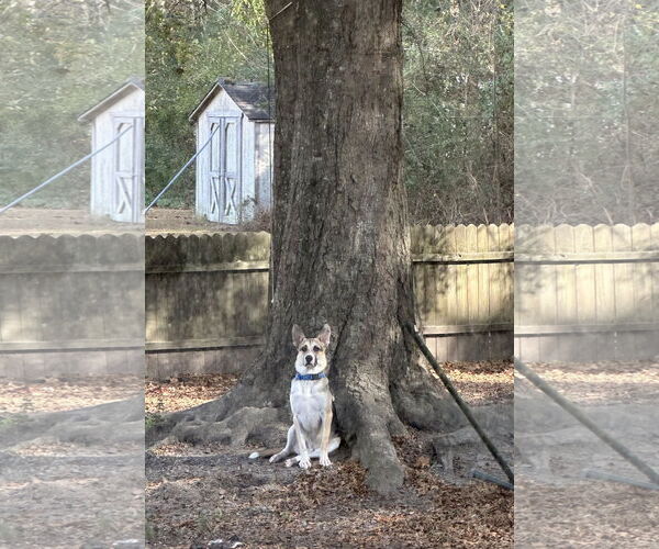 Medium Photo #3 German Shepherd Dog Puppy For Sale in New Hill, NC, USA