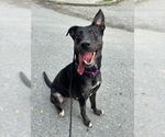 Small #23 Dutch Shepherd  Mix