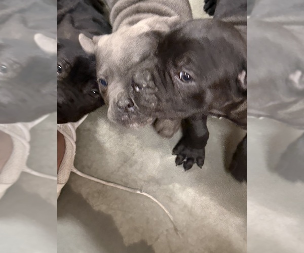 Medium Photo #9 Cane Corso Puppy For Sale in CORONA, CA, USA