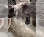 Small #8 Cane Corso