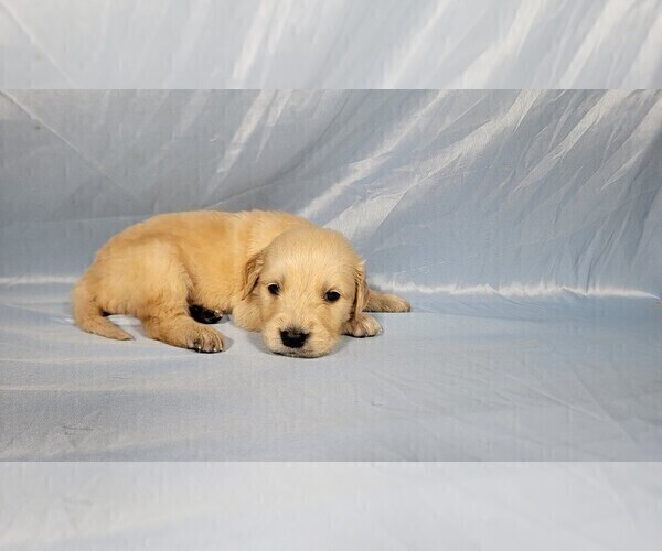 Medium Photo #4 Golden Retriever Puppy For Sale in FALCON, CO, USA