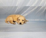 Small #3 Golden Retriever