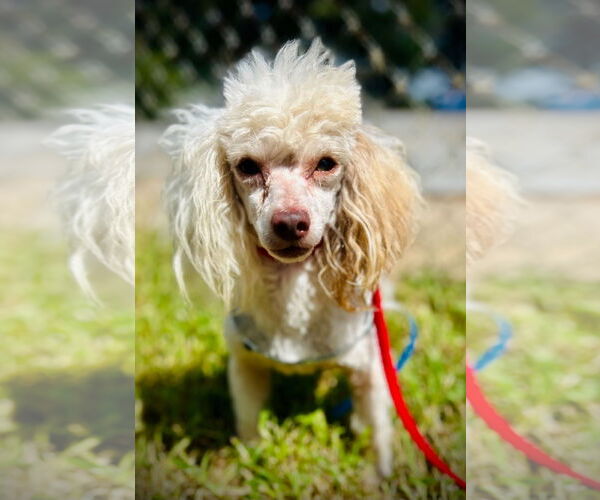 Medium Photo #3 Poodle (Toy) Puppy For Sale in Pacolet, SC, USA