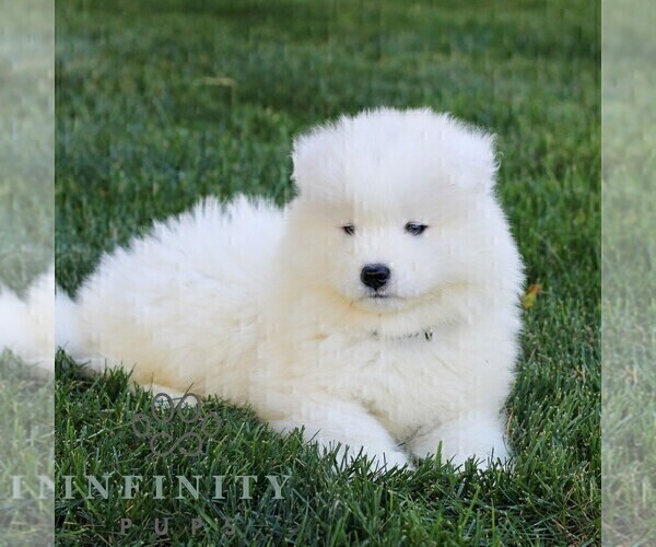 Medium Photo #6 Samoyed Puppy For Sale in LITITZ, PA, USA