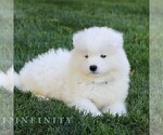 Small #5 Samoyed