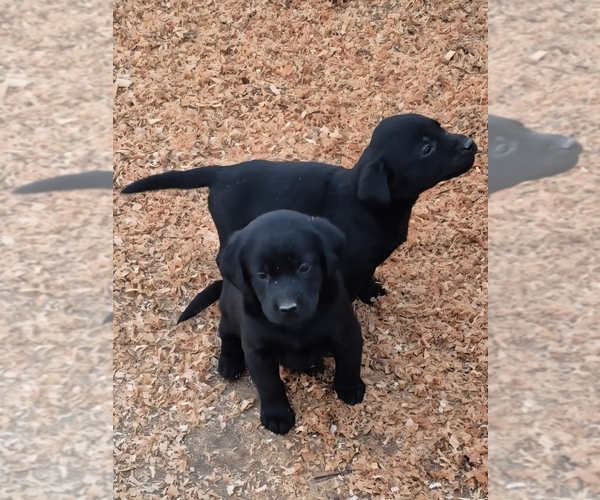 Medium Photo #6 Labrador Retriever Puppy For Sale in CORVALLIS, OR, USA
