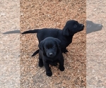 Small #5 Labrador Retriever