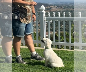 English Cream Golden Retriever Puppy for sale in RAMONA, CA, USA
