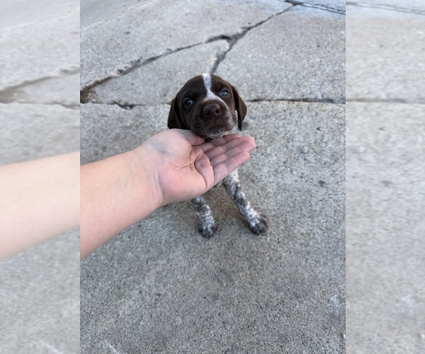 Medium Photo #1 German Wirehaired Pointer Puppy For Sale in TOOELE, UT, USA