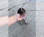 Puppy 6 German Wirehaired Pointer