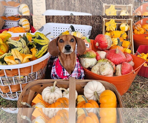 Medium Photo #13 Dachshund Puppy For Sale in Fruitland, SC, USA