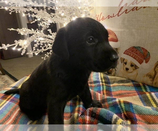 Full screen Photo #13 Labrador Retriever Puppy For Sale in SPOTSYLVANIA, VA, USA