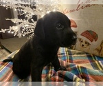 Small Photo #13 Labrador Retriever Puppy For Sale in SPOTSYLVANIA, VA, USA