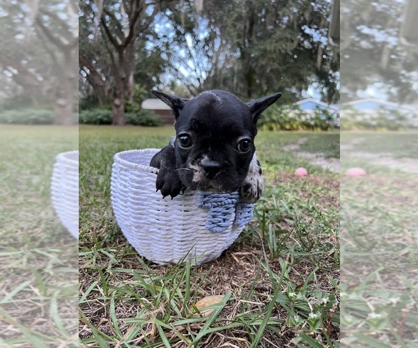 Medium Photo #1 French Bulldog Puppy For Sale in LUTZ, FL, USA