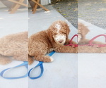 Small Photo #4 Poodle (Standard) Puppy For Sale in CORNING, CA, USA