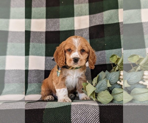 Medium Photo #3 Cocker Spaniel Puppy For Sale in NEW HOLLAND, PA, USA