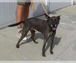 Small Australian Kelpie