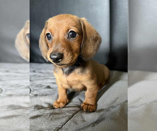 Medium Photo #1 Dachshund Puppy For Sale in HIALEAH, FL, USA