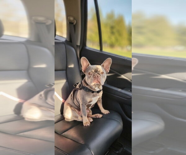 Medium Photo #3 French Bulldog Puppy For Sale in Sandy, UT, USA