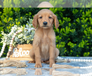 Golden Retriever Litter for sale in HARLAN, IN, USA