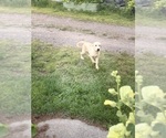 Puppy Silver Labrador Retriever