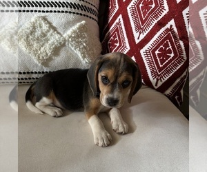 Beagle Puppy for Sale in FONTANA, California USA