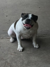 Mother of the Olde English Bulldogge puppies born on 05/23/2018