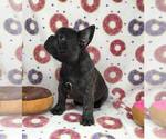 Small Photo #12 French Bulldog Puppy For Sale in EVERETT, WA, USA