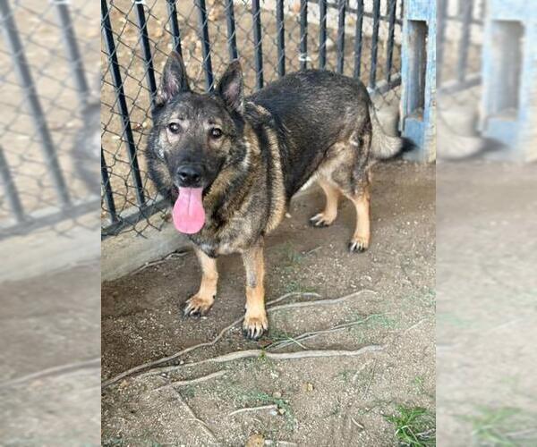 Medium Photo #2 German Shepherd Dog Puppy For Sale in Riverside, CA, USA