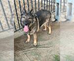 Small #1 German Shepherd Dog
