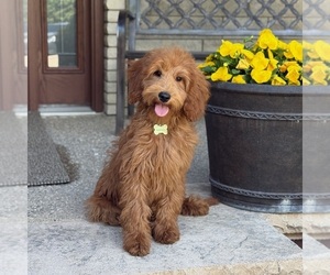 Goldendoodle Puppy for Sale in WOLCOTT, Indiana USA