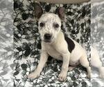 Small Texas Heeler Mix