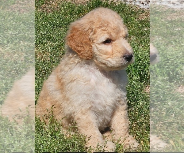 Medium Photo #13 Goldendoodle Puppy For Sale in TARBORO, NC, USA
