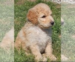 Small Photo #13 Goldendoodle Puppy For Sale in TARBORO, NC, USA