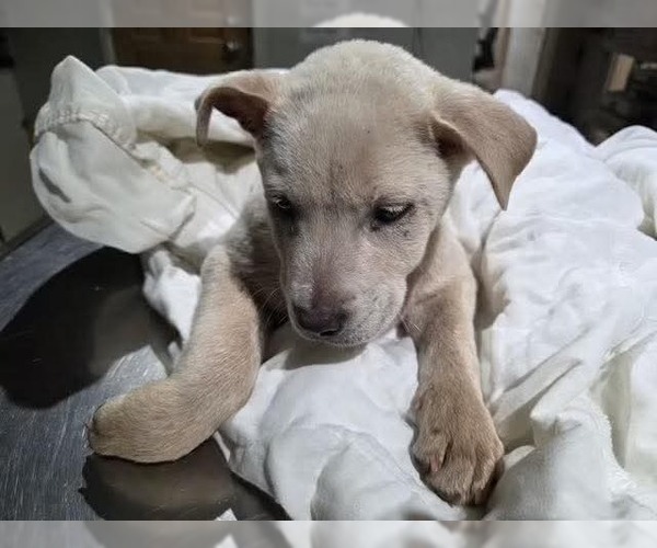 Medium Photo #5 Labsky Puppy For Sale in Jackson, MS, USA