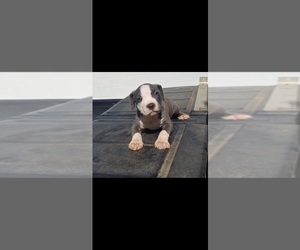 American Bully Puppy for Sale in AUGUSTA, Georgia USA