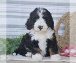 Small #2 Bernedoodle (Miniature)