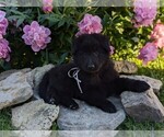 Small #7 Belgian Sheepdog