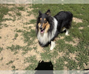 Zane - Male Collie Dog for Adoption - Photo #2