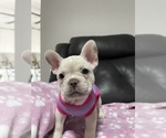 Small #5 French Bulldog