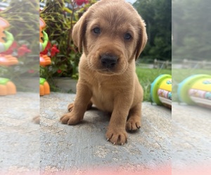 Labrador Retriever Puppy for sale in NEOLA, WV, USA