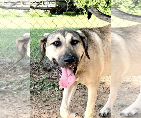 Medium Photo #30 Anatolian Shepherd-Rhodesian Ridgeback Mix Puppy For Sale in Higley, AZ, USA