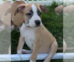 Mutt Dogs for adoption in Brooklyn Center, MN, USA