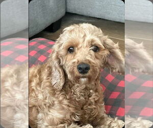 Cockapoo Dogs for adoption in Brights Grove, Ontario, Canada