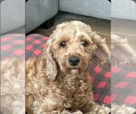 Small Cockapoo